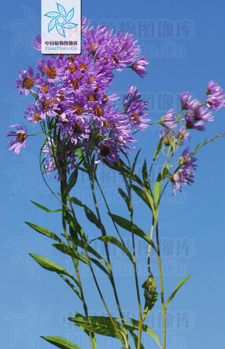 认识常见中草药,认识各种草药视频