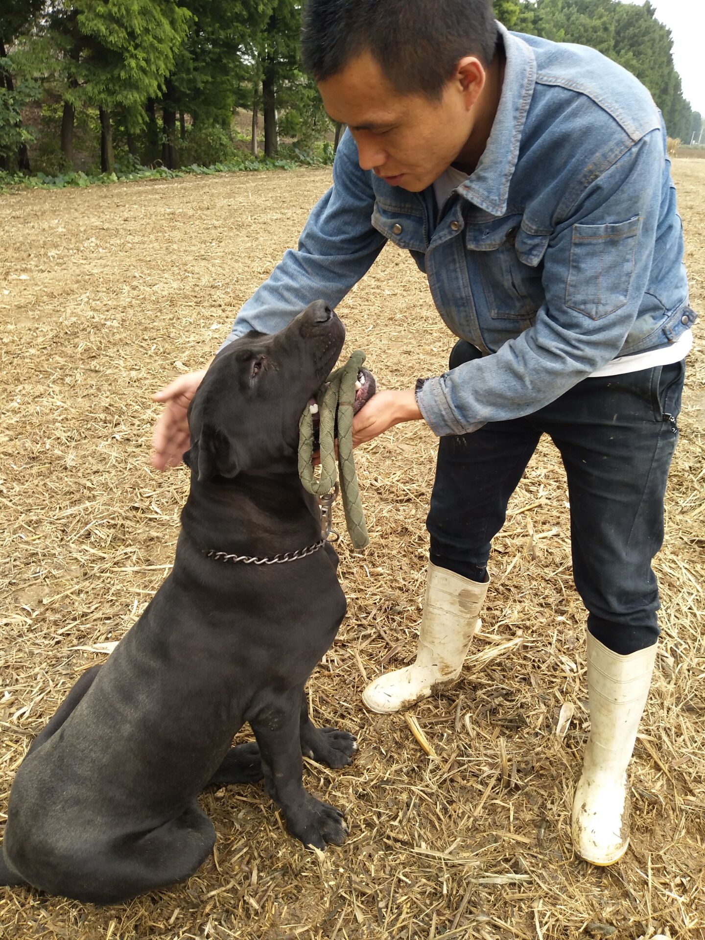 卡斯罗犬2000三条真便宜,3000多的卡斯罗