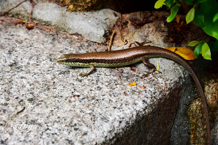 天堂很远中国很近,天堂很远扎西尼玛