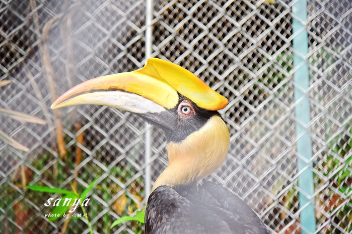 天堂很远中国很近,天堂很远扎西尼玛