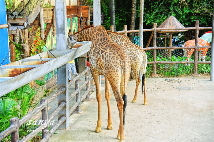 天堂很远中国很近,天堂很远扎西尼玛