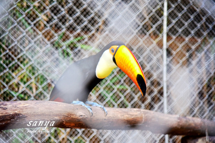 天堂很远中国很近,天堂很远扎西尼玛