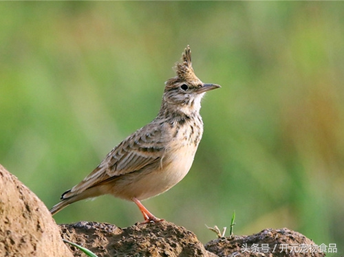 想养一只小鸟好吗,想养一只鸟