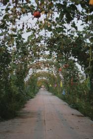 京郊采摘,秋天京郊采摘好去处