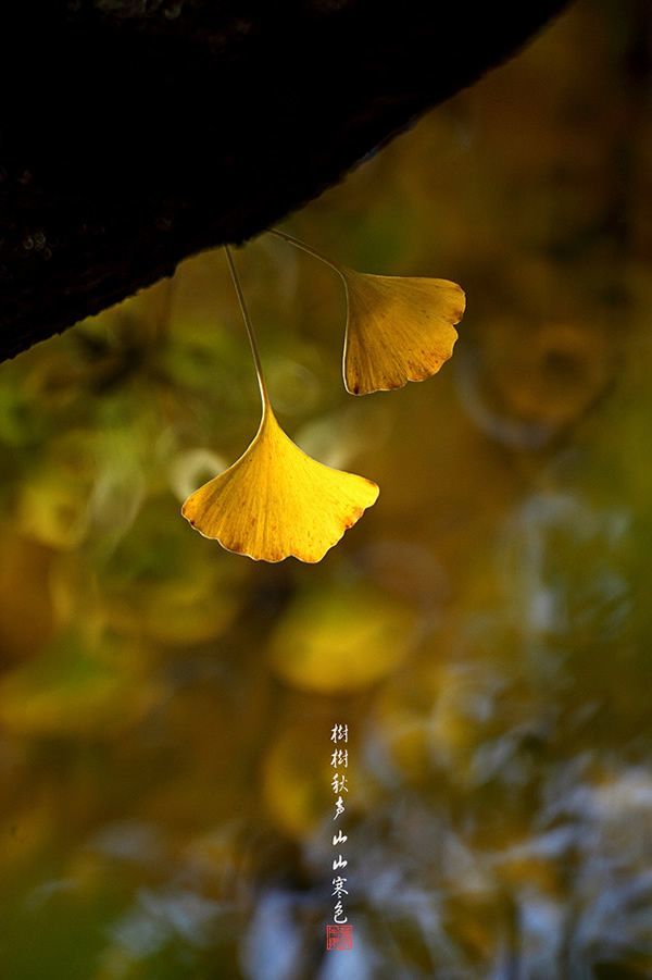 诗词鉴赏人生,诗词鉴赏人