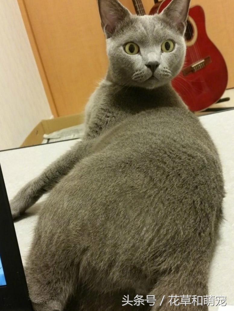 猫咪睡着突然弹一下,猫咪睡着了一碰它就哼哼唧唧