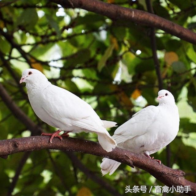 鸽子为什么会胖成球,鸽子为什么这么肥