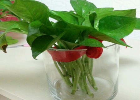 绿萝烂根怎么办快速解决方法,水培绿萝烂根怎么办小妙招