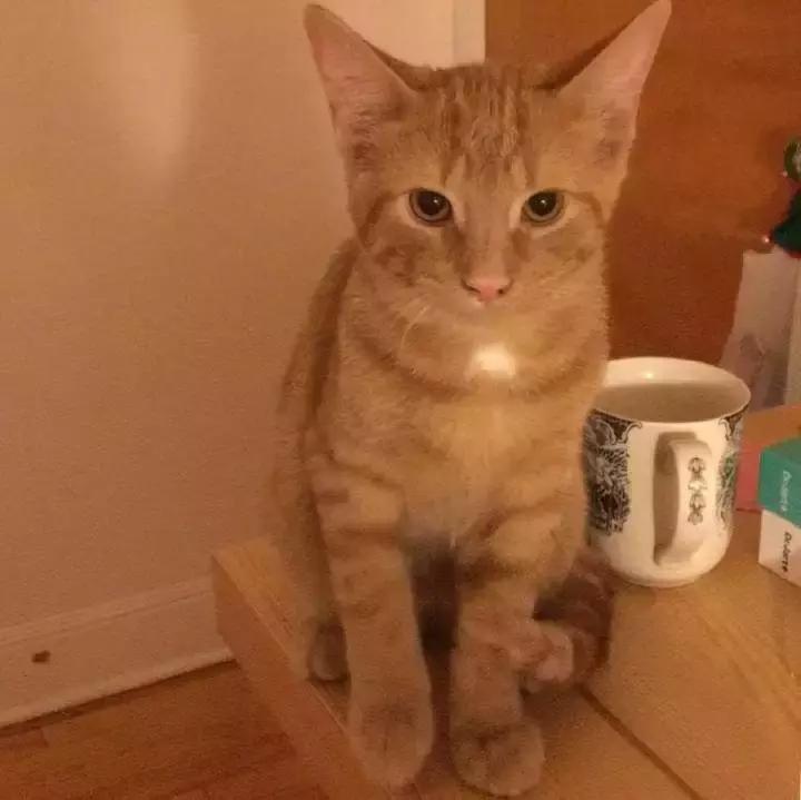 猫咪能用人的沐浴露给猫咪洗澡,猫帮猫咪洗澡