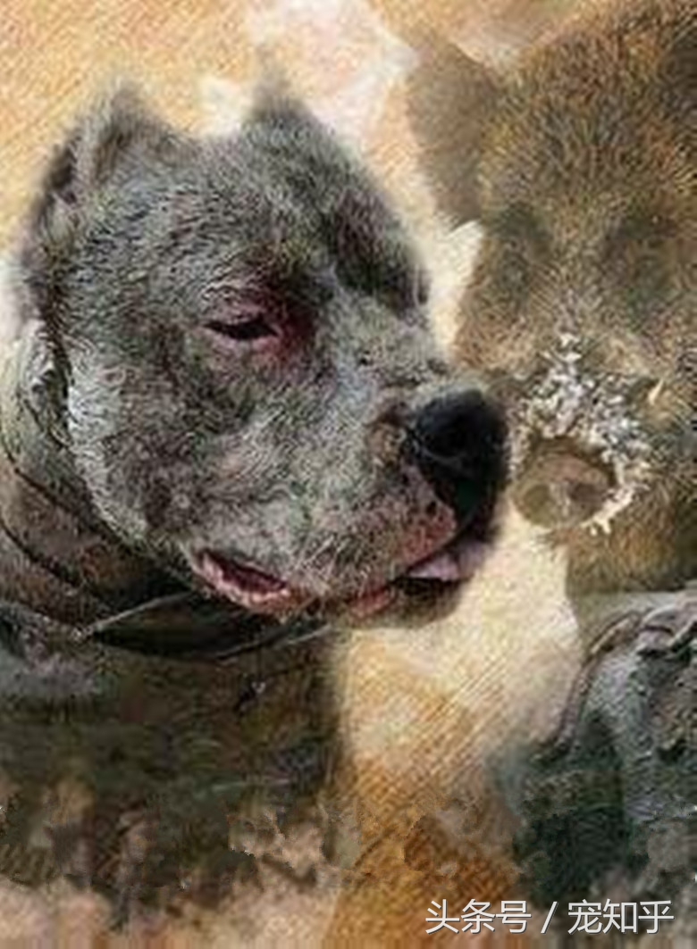 獠牙就是勋章，血染白甲的杜高犬，为狩猎而生，为狩猎而死