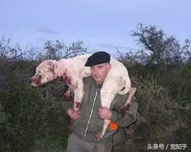 獠牙就是勋章，血染白甲的杜高犬，为狩猎而生，为狩猎而死