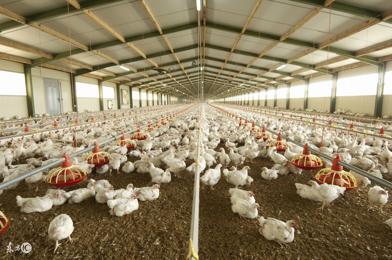 新手养鸡养蛋鸡还是肉鸡效益好,养鸡创业养蛋鸡的真实感受