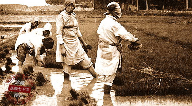 中国大米种植历史,中国大米是谁发明的