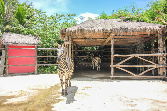 带着寻宝记游遍祖国大好河山,带着挖机去海边度假