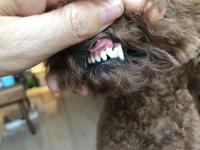 在家狗狗牙结石怎样去除最有效,狗狗牙结石口臭