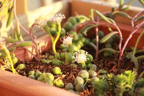 三七粉可以祛老年斑吗,三七粉祛老年斑方法