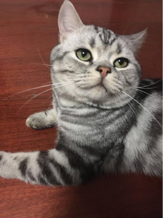 iphonexfaceid用不了了,iphonexfaceid不可用