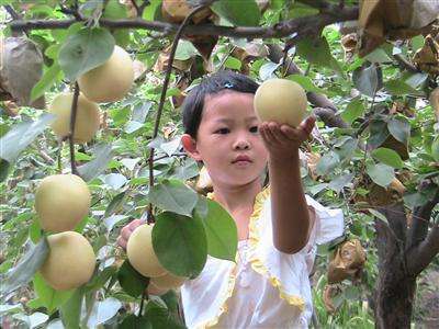 辛集皇冠梨修剪视频,皇冠梨修剪技术视频