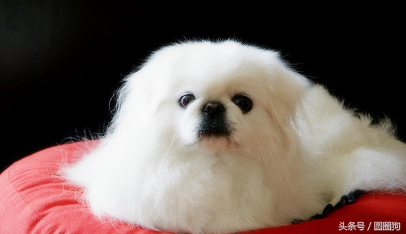 北京名犬京巴犬,皇室的北京犬