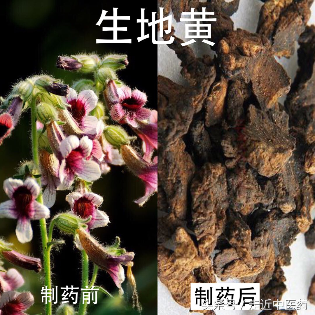 玄参和生地黄哪个凉血好,清热凉血养阴生津生地黄