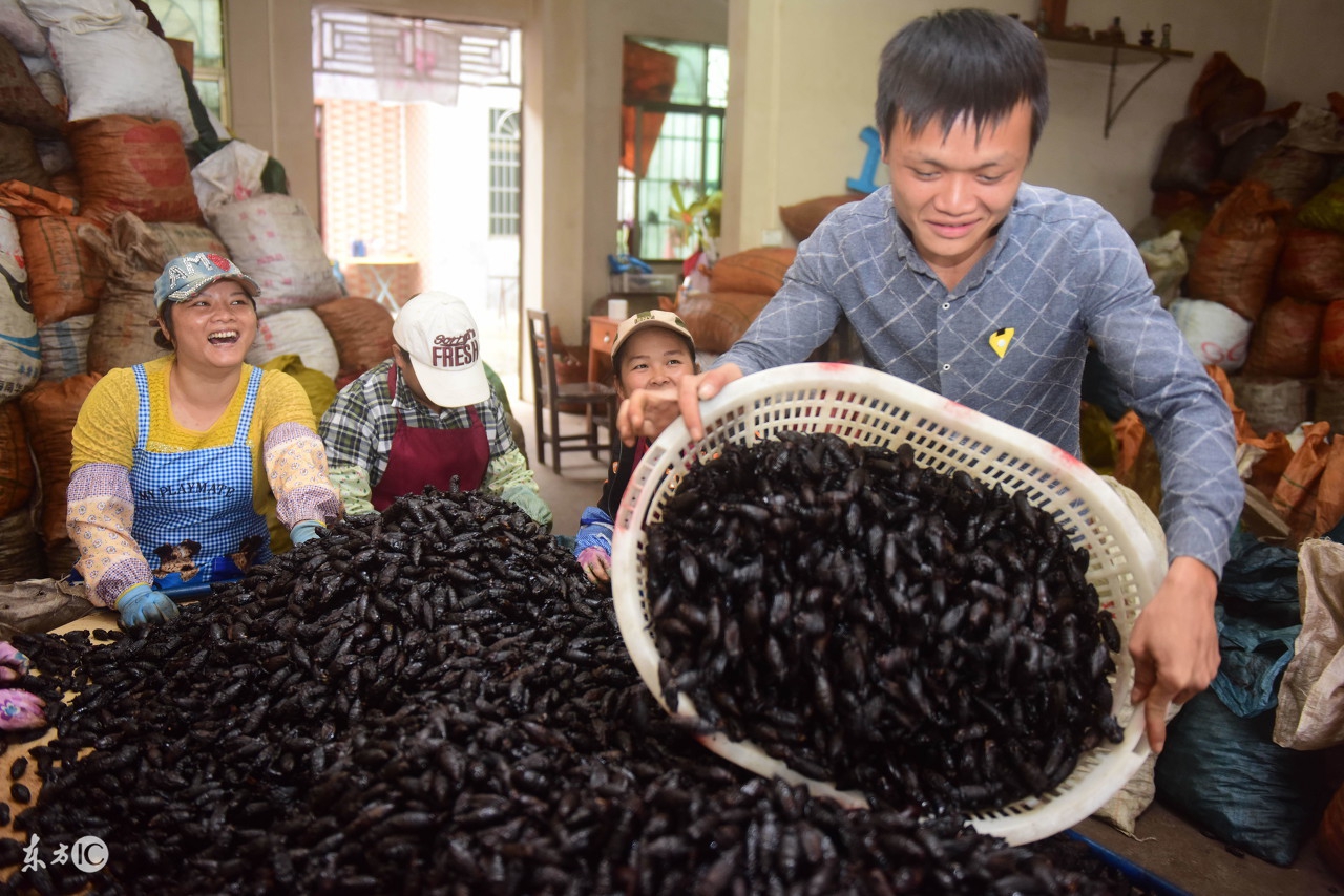 槟榔产业背后的秘密,槟榔行业前景堪忧