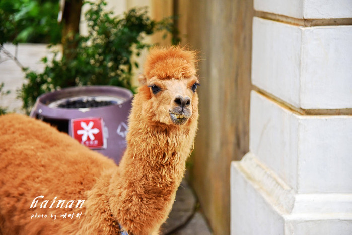 天堂很远中国很近,天堂很远扎西尼玛