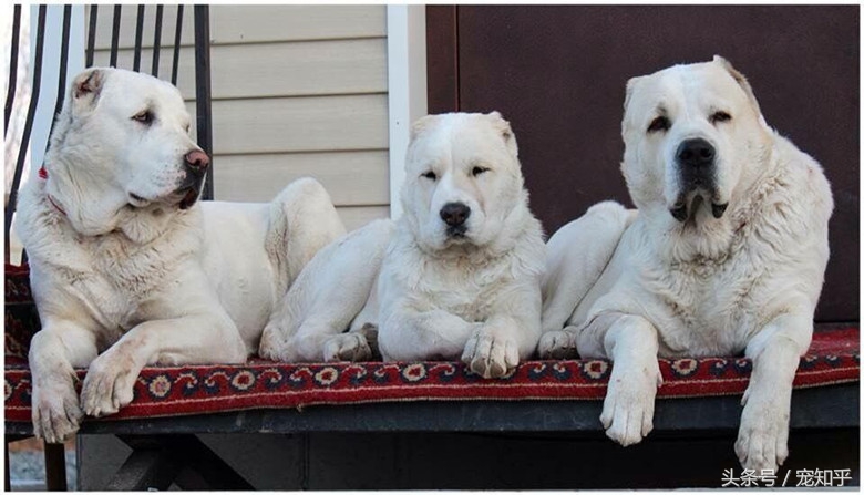 游牧战神无所畏惧——中亚牧羊犬的王道精神