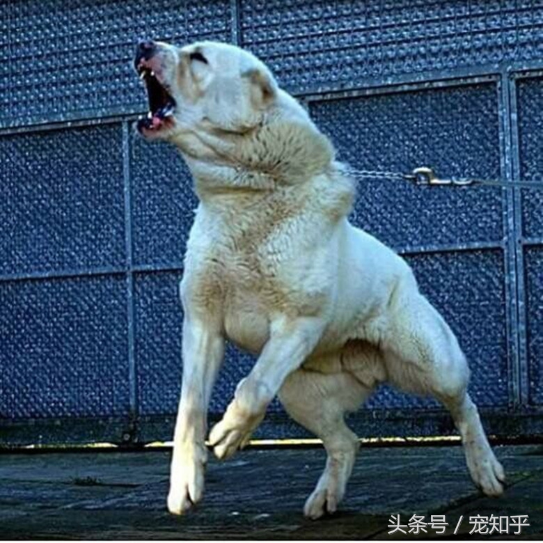 游牧战神无所畏惧——中亚牧羊犬的王道精神