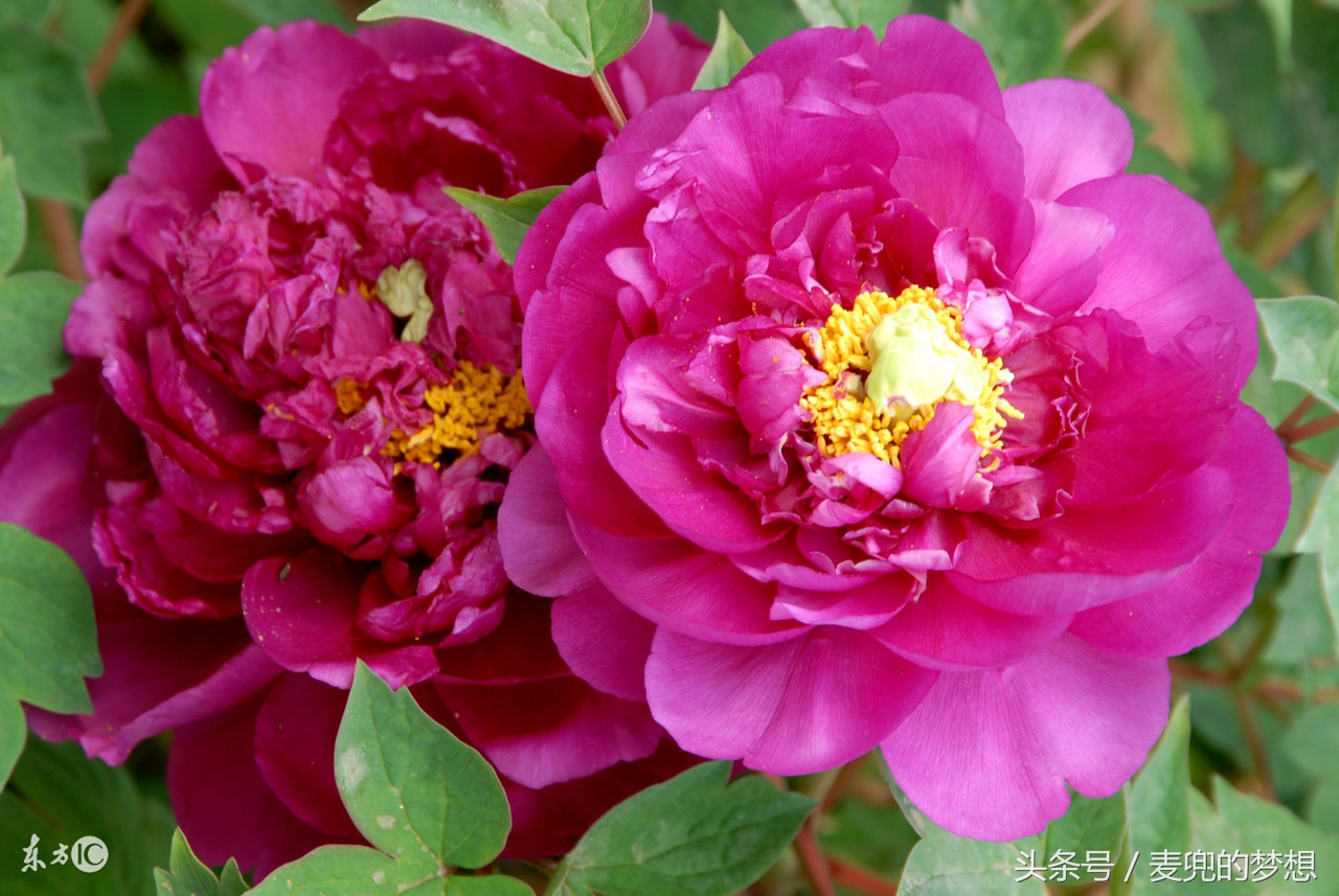 清平调赏析李白,清平调赏析舞剧