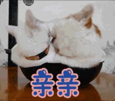 提升猫咪幸福感的东西,提升猫咪智商的玩具