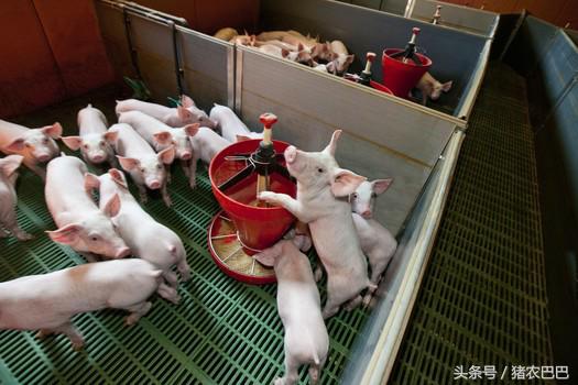 送给养猪人的福利,猪淋巴型链球菌的治疗方法!