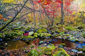本溪旅游枫叶,最美枫叶本溪