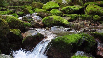 本溪旅游枫叶,最美枫叶本溪
