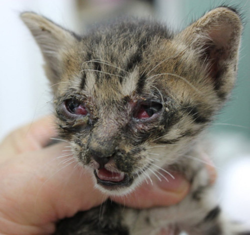 猫鼻塞有什么办法让猫鼻快速通气,猫咪小时候得了猫鼻支长大会好吗