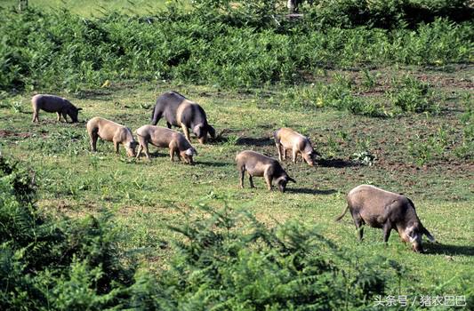 送给养猪人的福利,猪淋巴型链球菌的治疗方法!