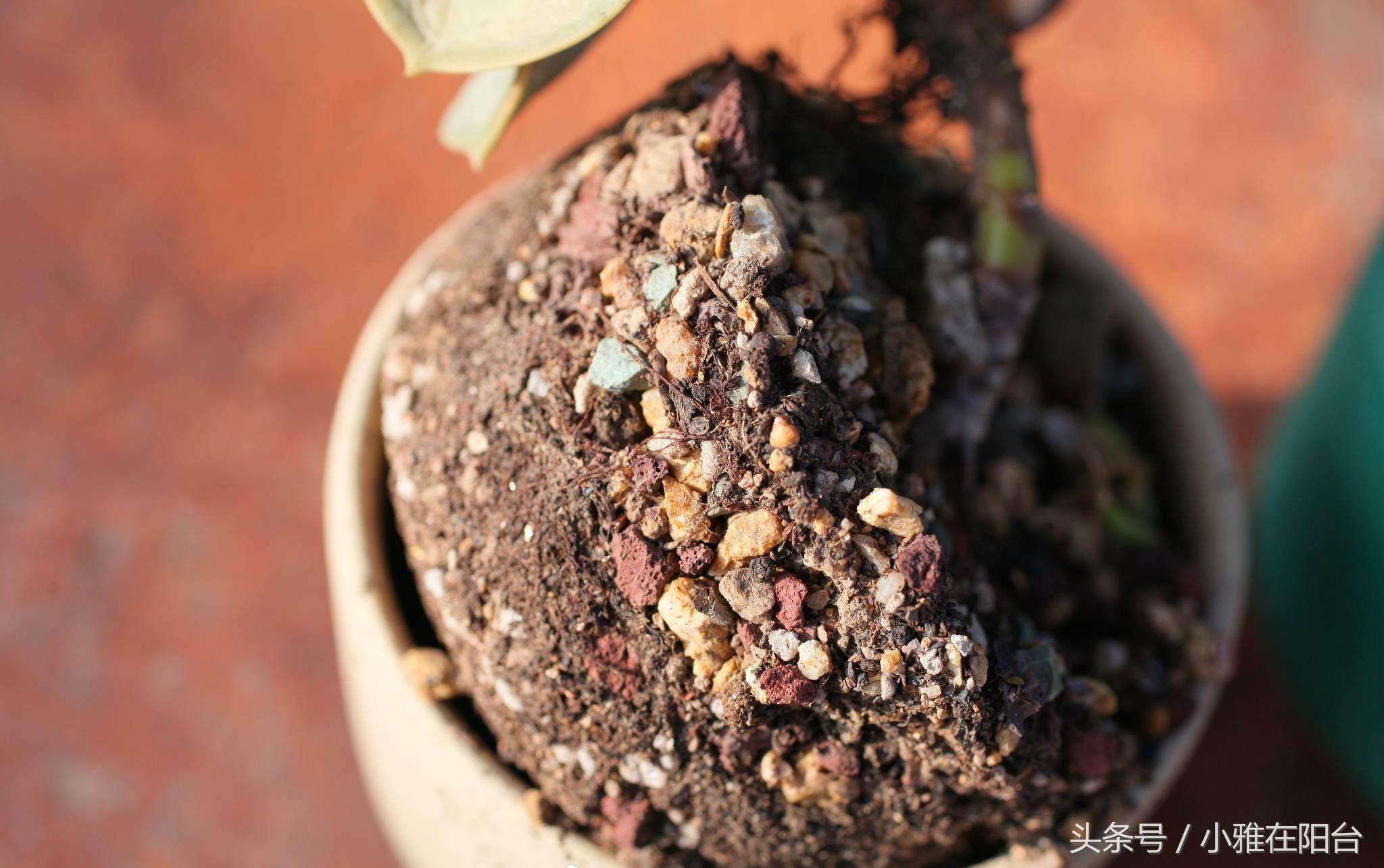 养花盆土板结可以加什么进去松软,花盆土板结打理方法