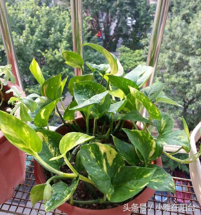 养花盆土板结可以加什么进去松软,花盆土板结打理方法