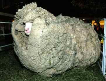 十一长假很无聊？来看看这只有趣的羊，为了不剪羊毛它逃亡6年……