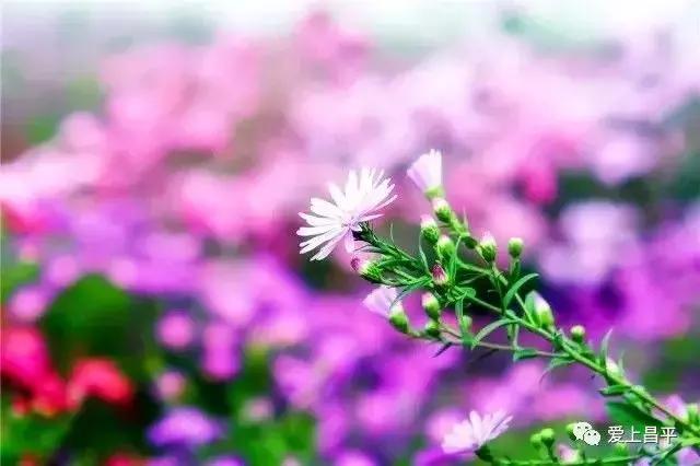 十一假期旅游推荐北京昌平,昌平九月周边游一日游自驾游