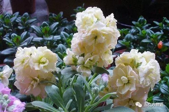 真正的紫罗兰是什么颜色,如何客观看待紫罗兰