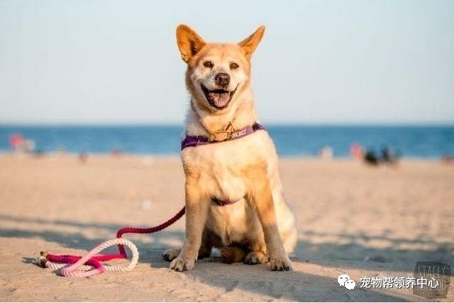 流浪狗被抛弃后又不幸得重病,流浪狗生病被救助