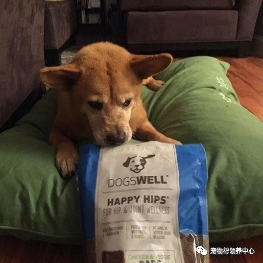 流浪狗被抛弃后又不幸得重病,流浪狗生病被救助