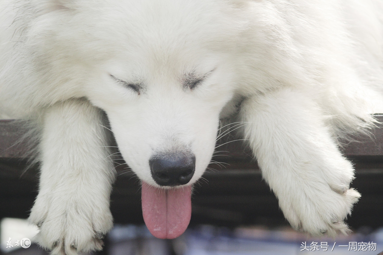 如何训练萨摩耶定点小便,如何训练萨摩耶大小便
