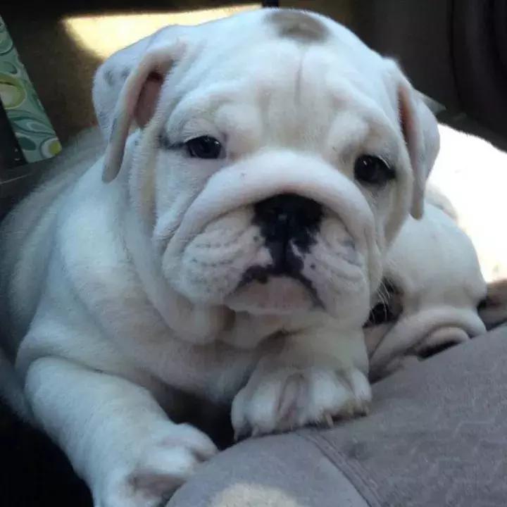 斗牛犬感冒了怎么办,斗牛犬生病该怎么办视频