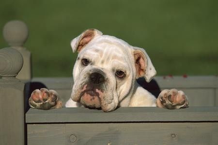 斗牛犬感冒了怎么办,斗牛犬生病该怎么办视频