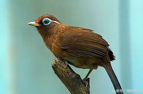 驯养画眉鸟，这些口诀须牢记