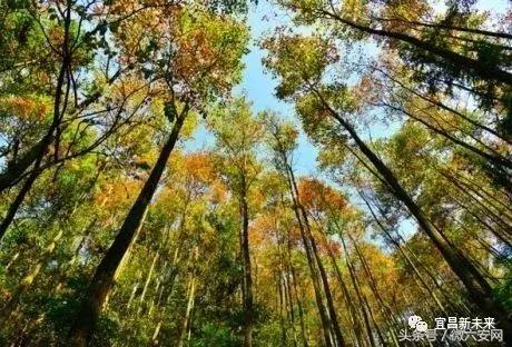 宜昌夷陵区好吗,宜昌夷陵区是宜昌最好的区吗