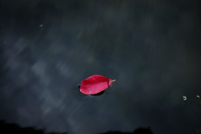 诗歌｜因果：《一粒红豆》（外二首）