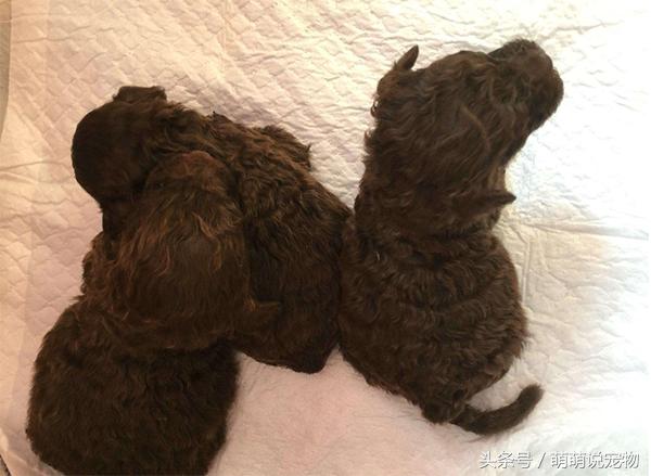 泰迪狗狗怎么养毛色好,泰迪犬毛色不好怎么饲养好