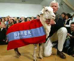 十一长假很无聊？来看看这只有趣的羊，为了不剪羊毛它逃亡6年……